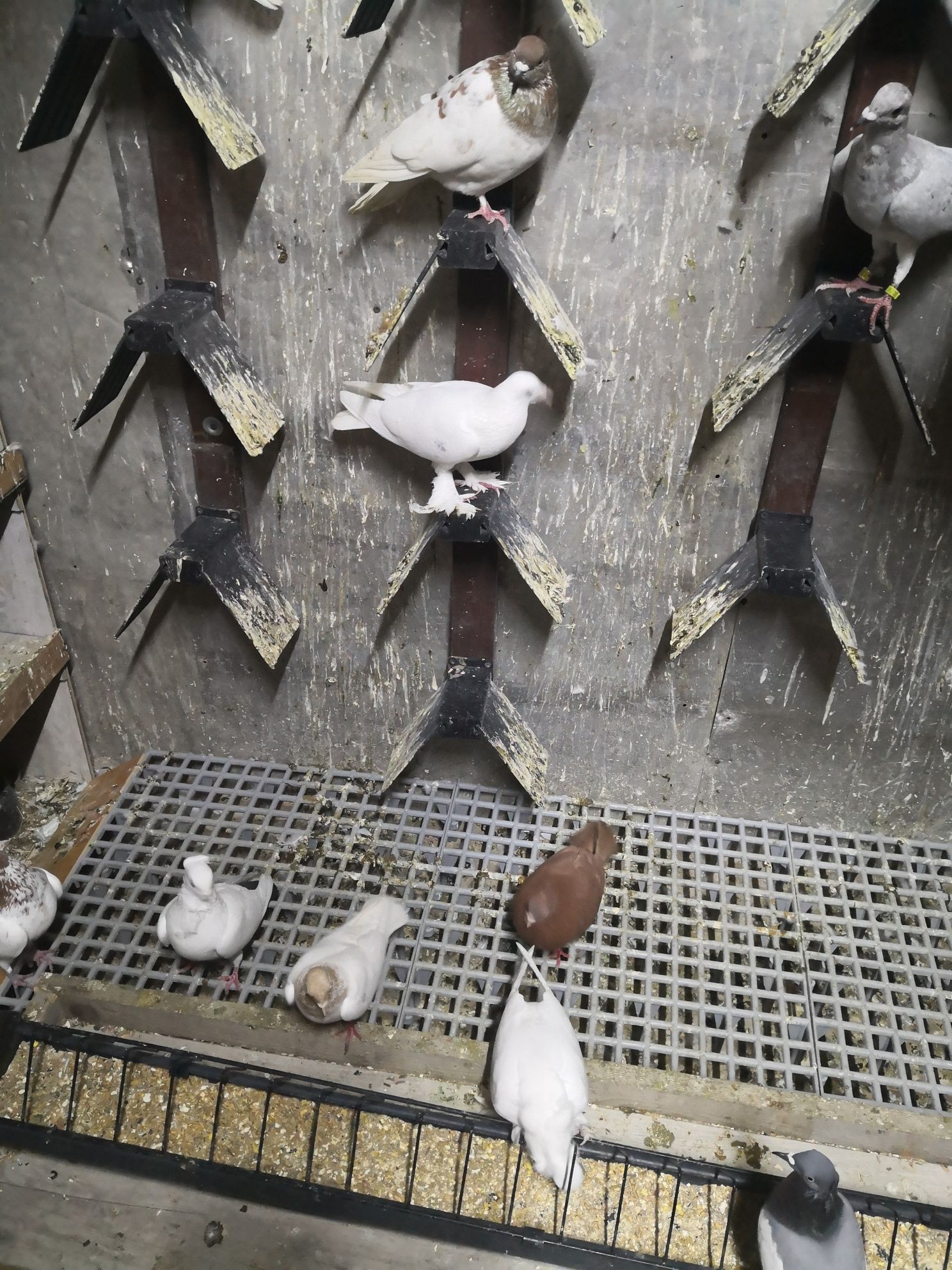 Bocian samiec łapciaty, gołębie ozdobne