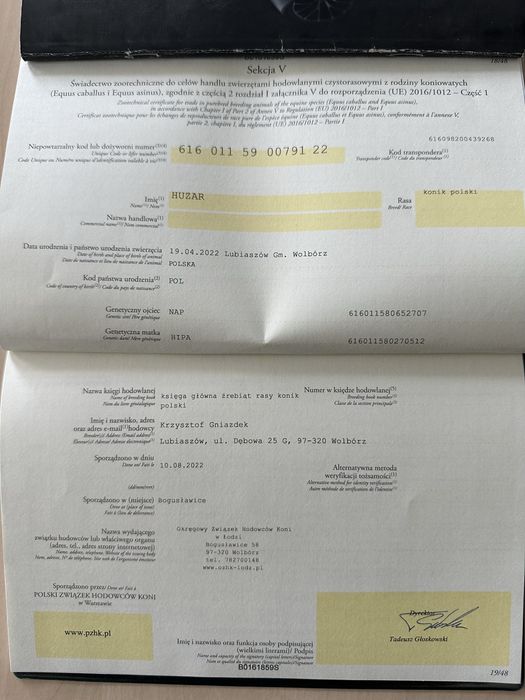 Koniki Polskie klacz i dwa wałachy