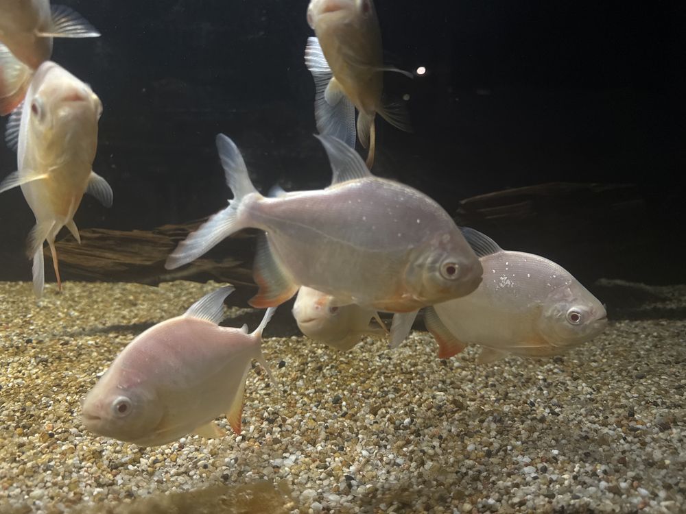 Pirania red pacu albino