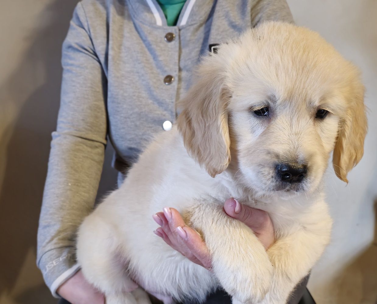 Golden Retriever szczeniak