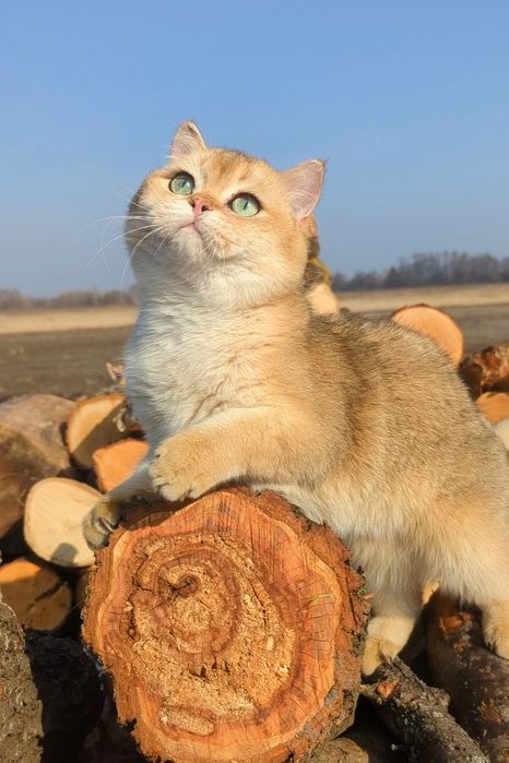 Шиншила золотой 6 месяцев