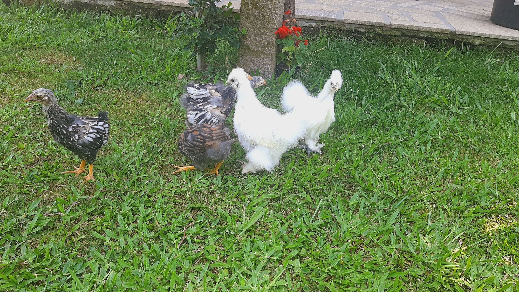 Lote sedosas e wyandottes