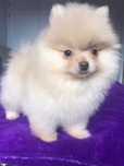 Macho Lulu da Pomerânia