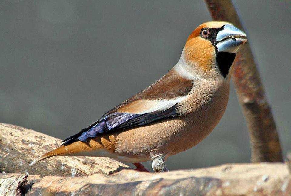 Bicos Grossudos anilhados 2024/2025 (Outras aves)