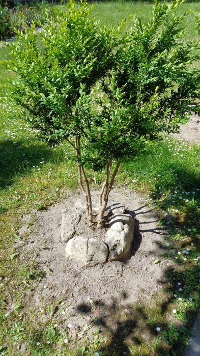 Самшит, кущі самшиту великі