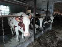 Krowy pierwiastki jałówki cielne wysokocielne nowa dostawa 23.04