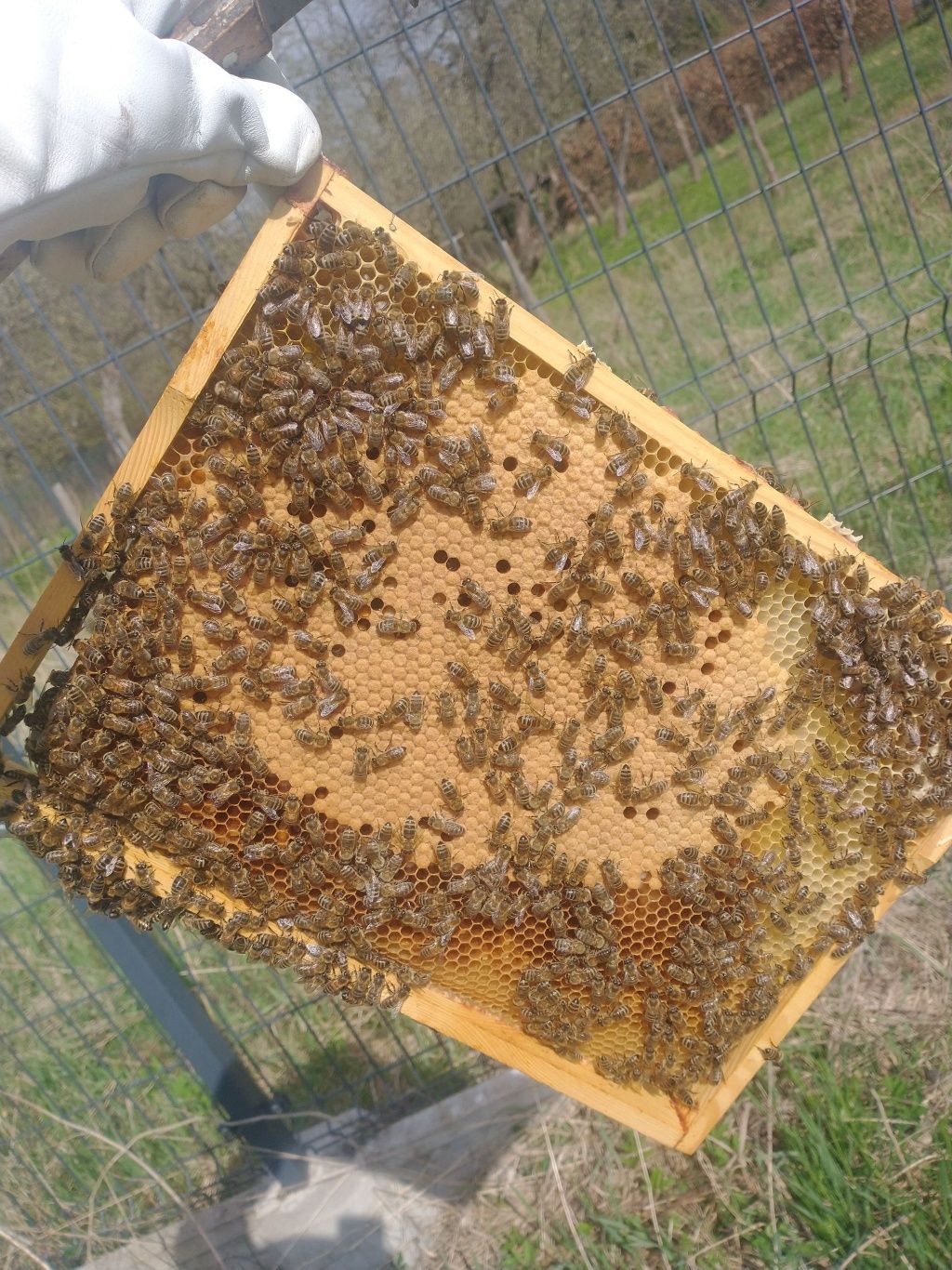 Sprzedam pszczoły rodziny pszczele na ramce wlkp z ulami lub bez