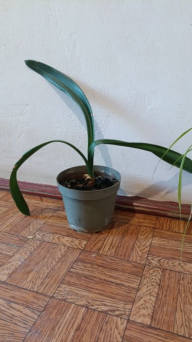 Обміняю ПАНДАНУС на заміокулькасіс