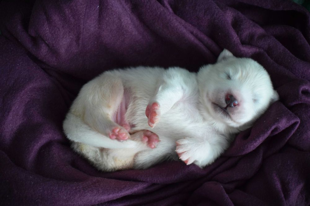 Samoyed ZKwP odbiór grudzień