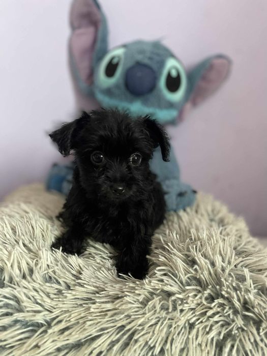 Sunia Black czarna york Yorkshire terrier