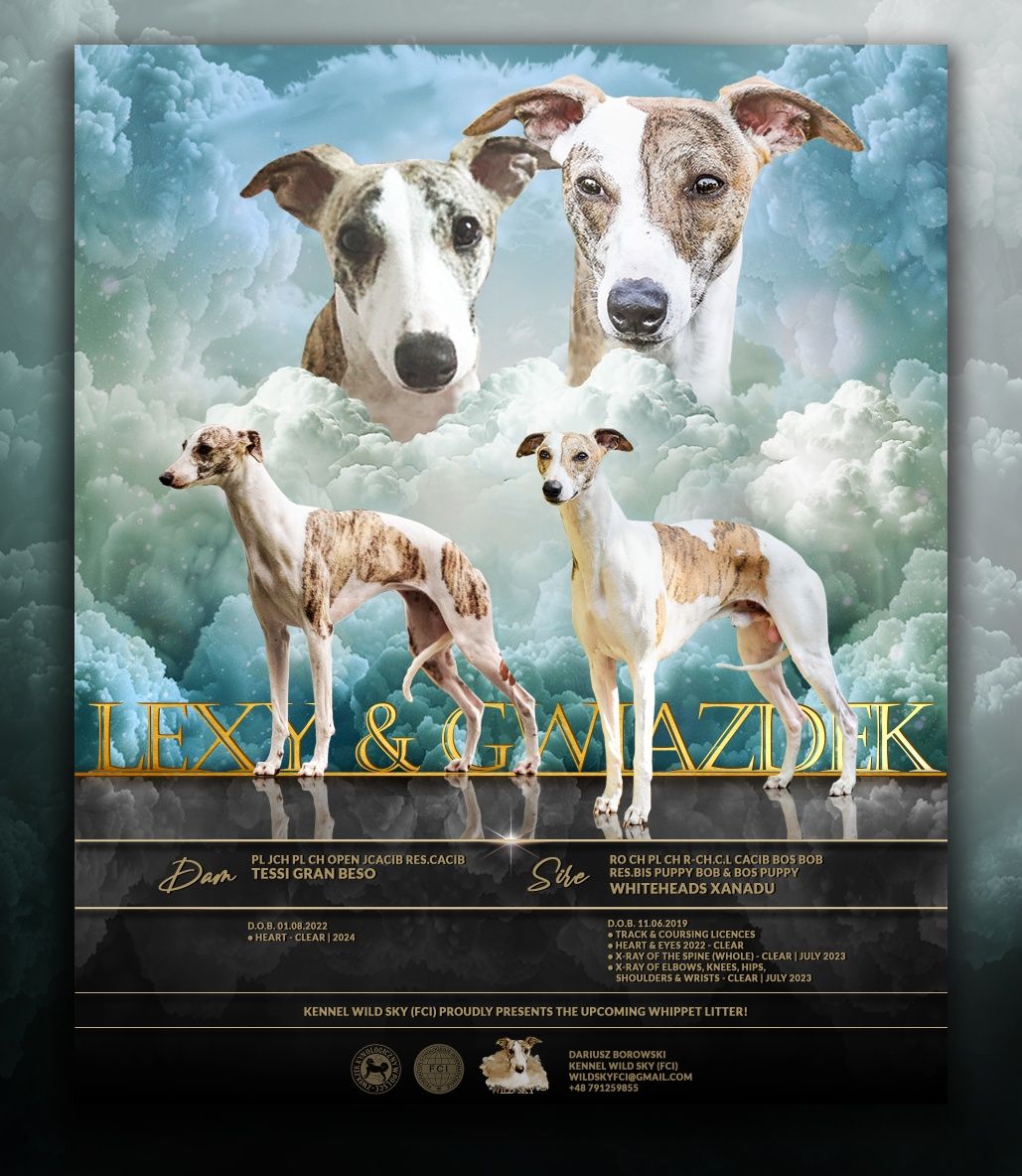 Whippet Chart Angielski FCI  - suczka