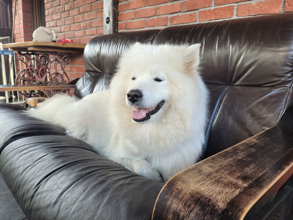 Samoyed ostatnia dziewczynka