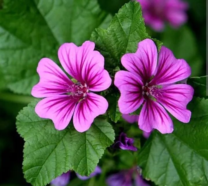 Ślaz maurytanski sadzonka