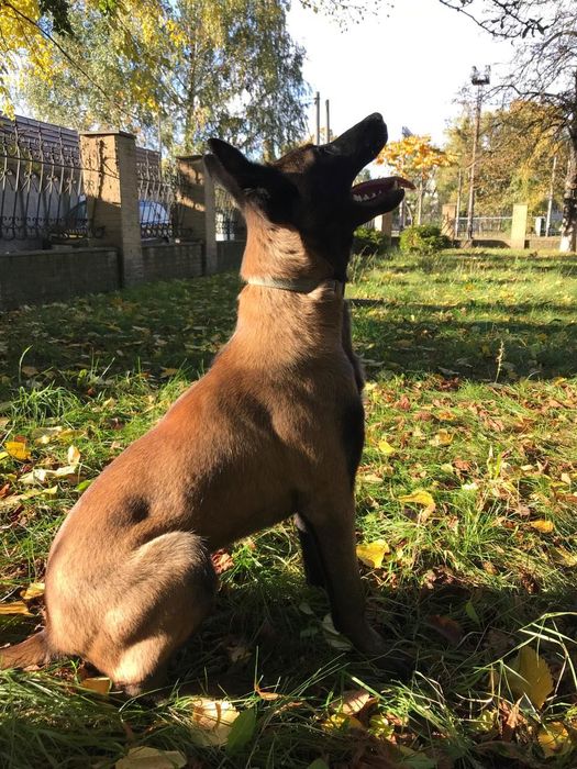 Бельгійська вівчарка