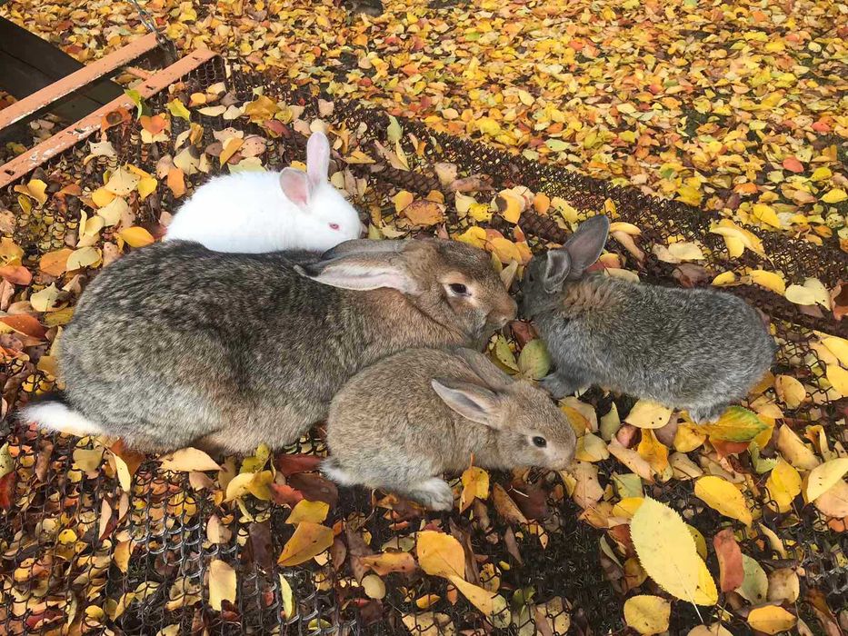 Продам дорослих кролів на плем"я та молодняк.
