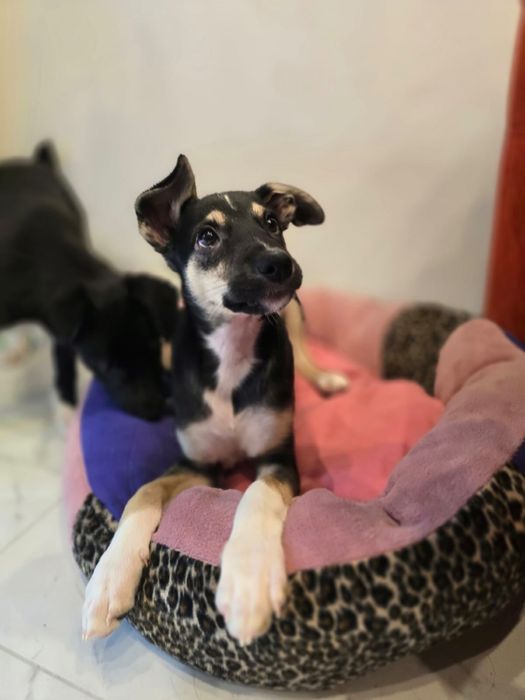 Cudowne Szczeniaki do adopcji