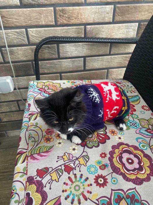 Віддамо грайливого котика