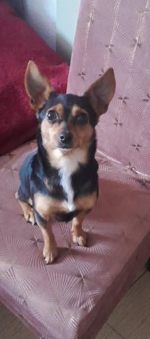 Oddam suczke w typie pinczera wykastrowana