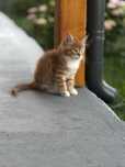 Maine coon na sprzedaż