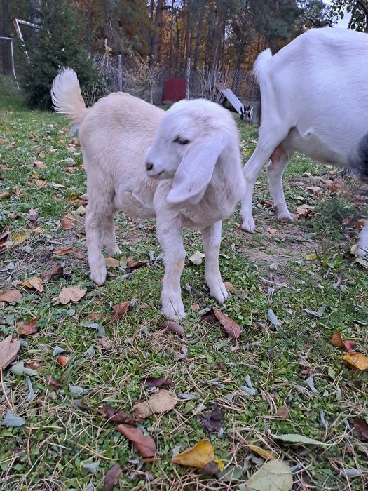 Młode koziołki.   .