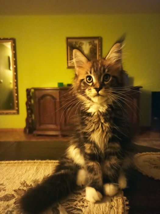 Maine Coon-kocurek po Championie