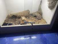 Terrario com geko