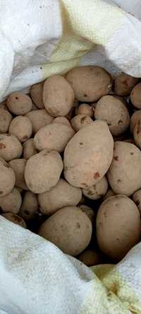 Ziemniaki paszowe i sadzeniaki