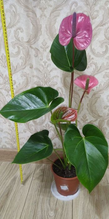 Антуріум/Антуріуми  різних сортів