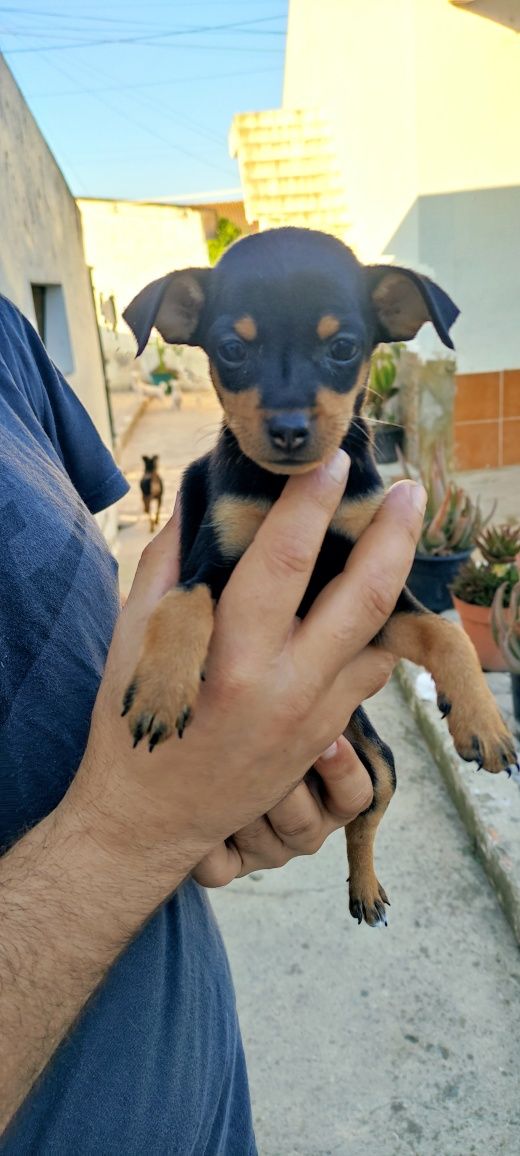 Pinscher fêmea com 2 meses