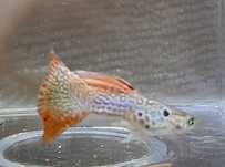 Casal Guppy red lace delta