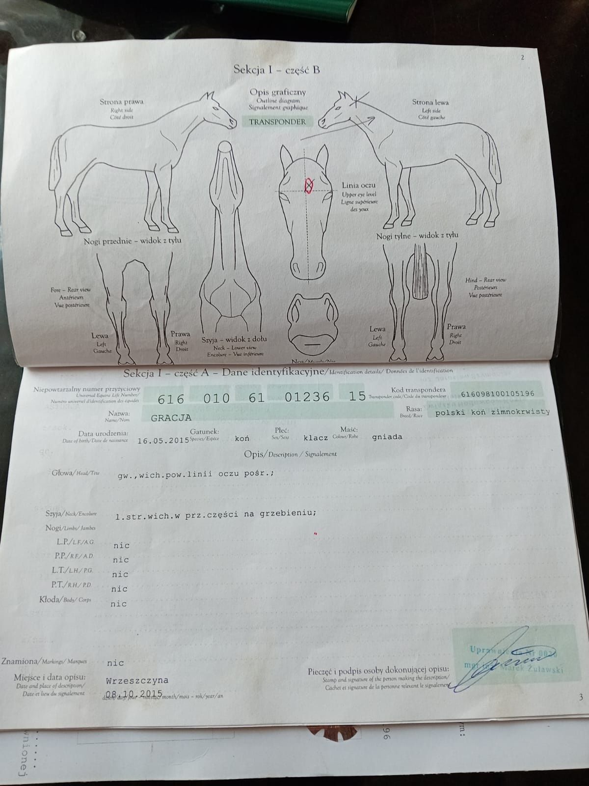 Koń Zimnokrwisty