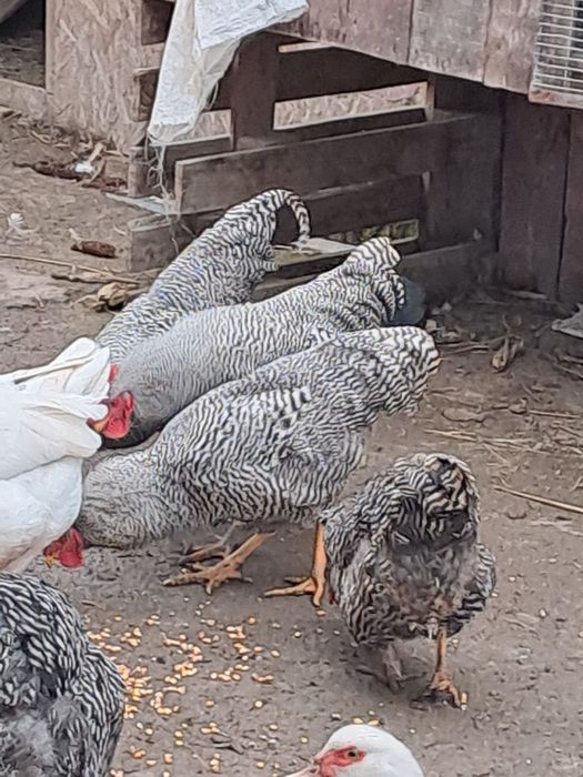 Продам кугута породи Амрокс