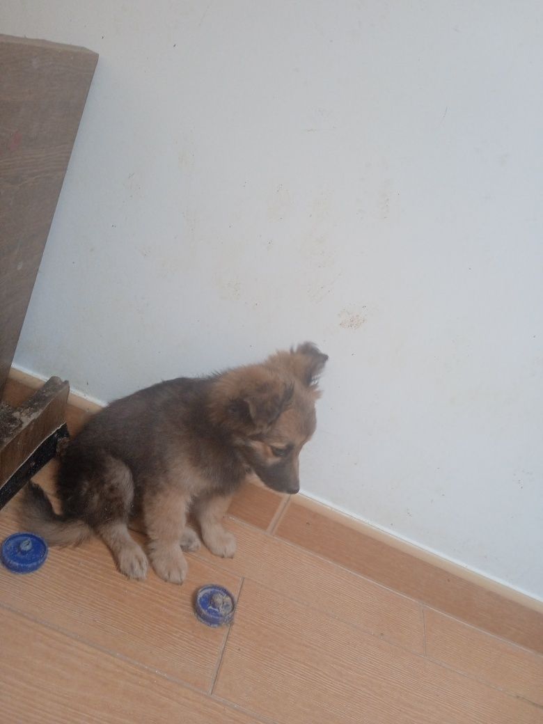 Cachorrinho porte pequeno