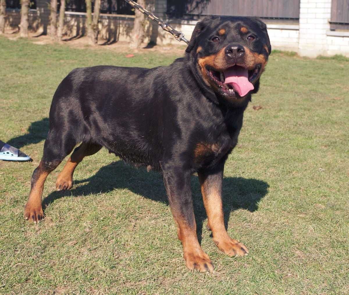 Rottweiler Ayva - wspaniała suka rottweilerka do adopcji
