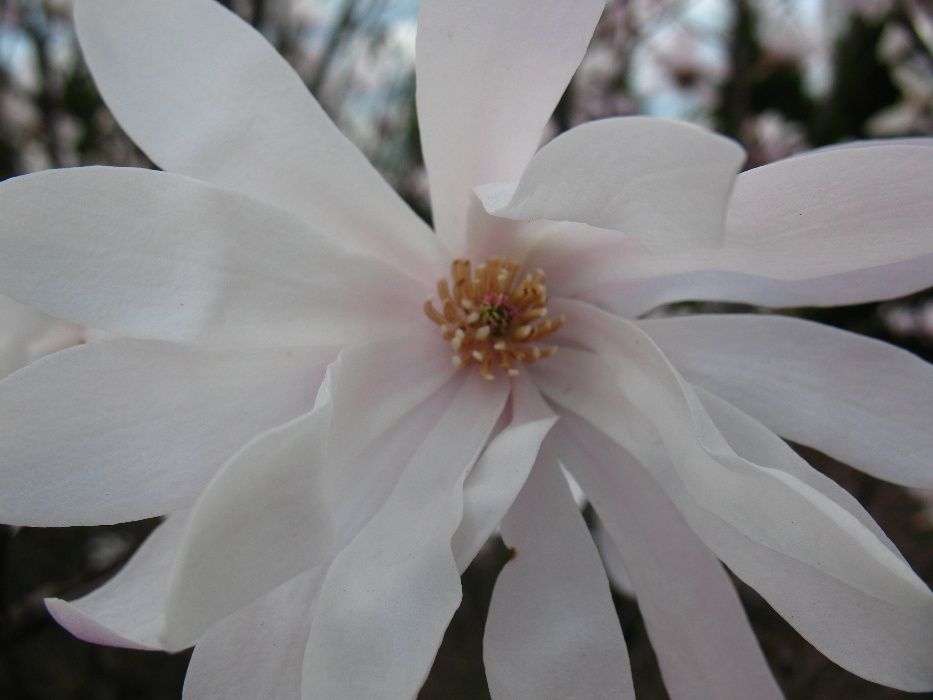 magnolia biała gwiaździsta stellata