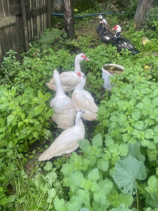 ——Patos mudos — ——