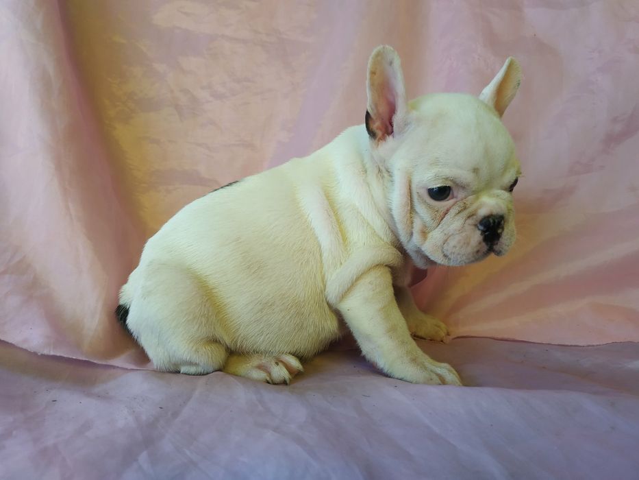 Французкие будьдоги белочерные -Бабочки 4 сыночка и 1 лапочка- дочка!!