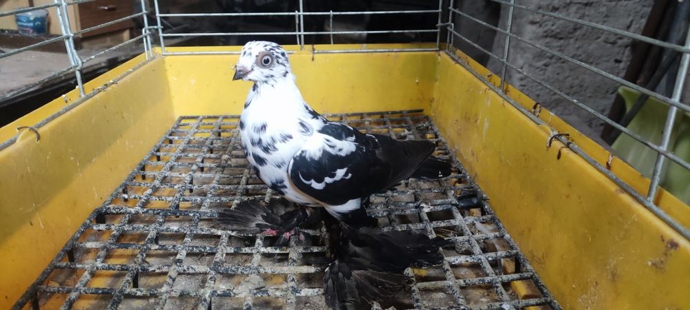 Widymy gołębie sprzedam.