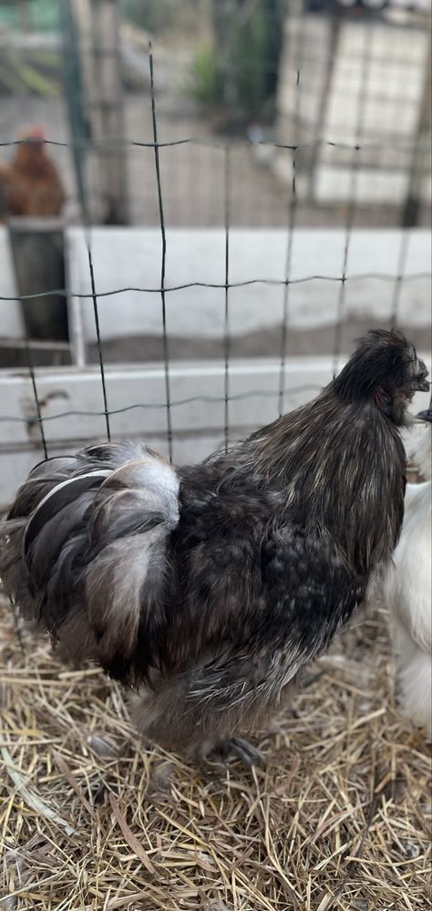 Sedoso macho disponivel