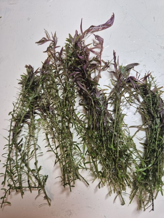 Rośliny akwariowe Rotala Rotundifolia