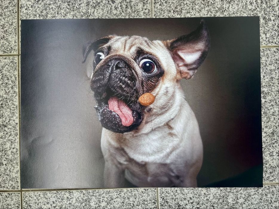 Fotos animais ( caes )