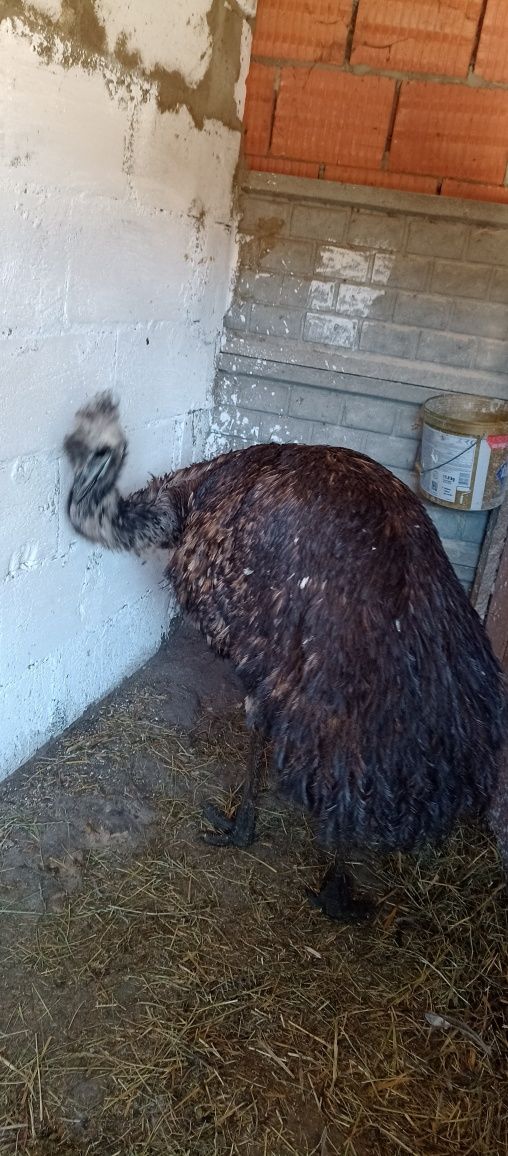 Wesoły struś emu