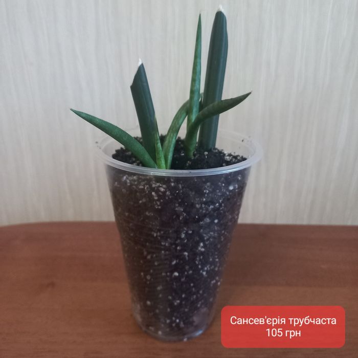 Фікус, каланхоє, сансев'єрія та інші вазони