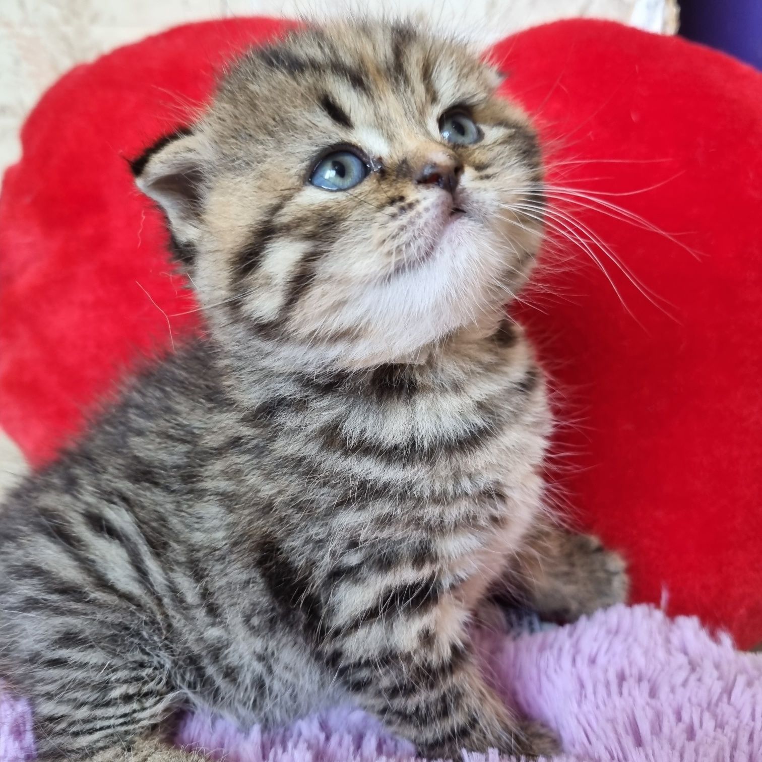Вислоушки и прямоушки шотландские котята!