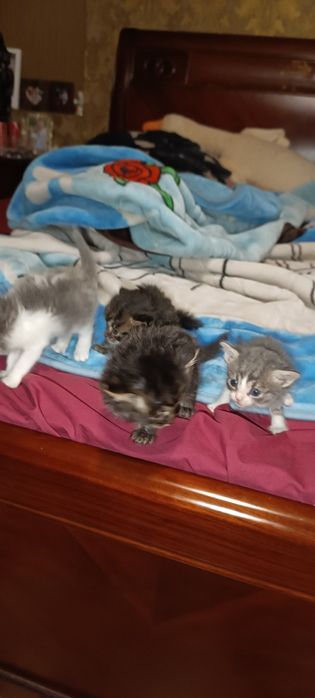 Отдам котят в хорошие руки.