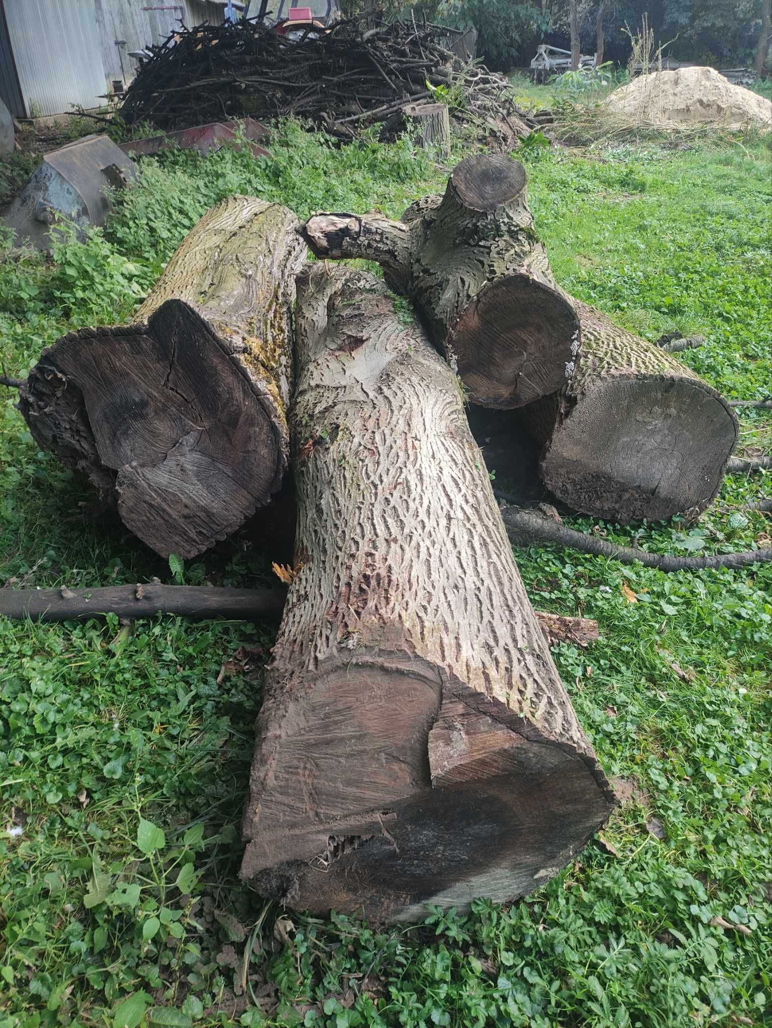 Kawałki drewna orzecha włoskiego