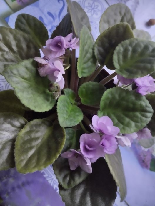 Фіалка, багато листків