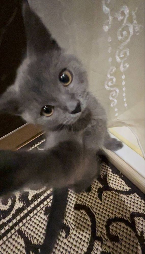 Котик, Британец