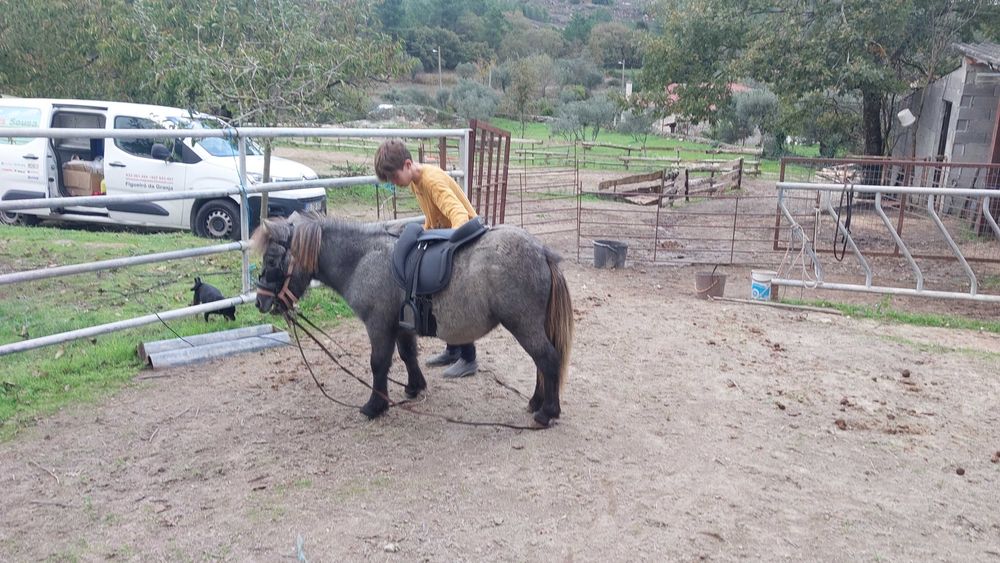 Ponei shetland com charrete