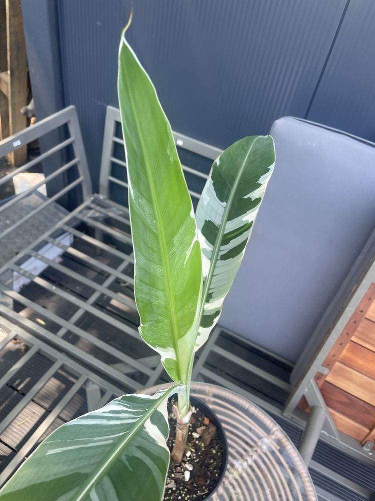 Bananowiec musa AEAE